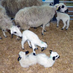 La cotización del lechazo sube paulatinamente, pero aún no iguala los precios de hace un año