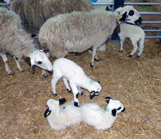 La cotización del lechazo sube paulatinamente, pero aún no iguala los precios de hace un año