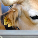 La Junta recomienda usar crotaladora de tipo universal para fijar bien los crotales electrónicos