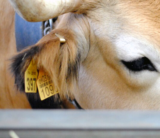 La Junta recomienda usar crotaladora de tipo universal para fijar bien los crotales electrónicos