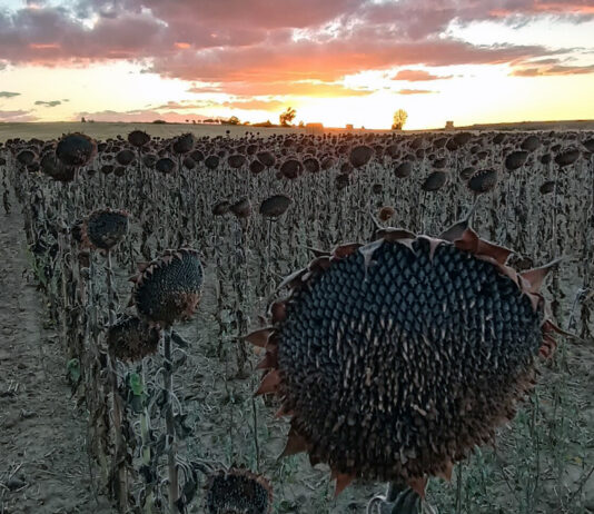 Subida del girasol y bajada de casi todo el cereal en la sesión semanal de la Lonja de León