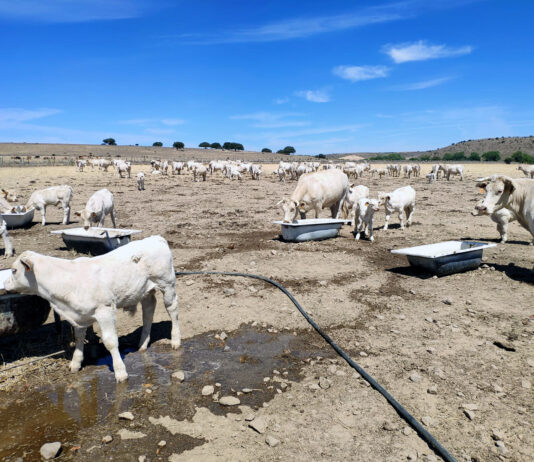 La Junta creará en la región balsas de agua, de titularidad municipal, para uso del ganado extensivo