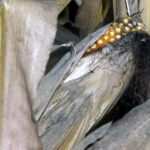 Estabilidad casi total en las cotizaciones de la Lonja de León