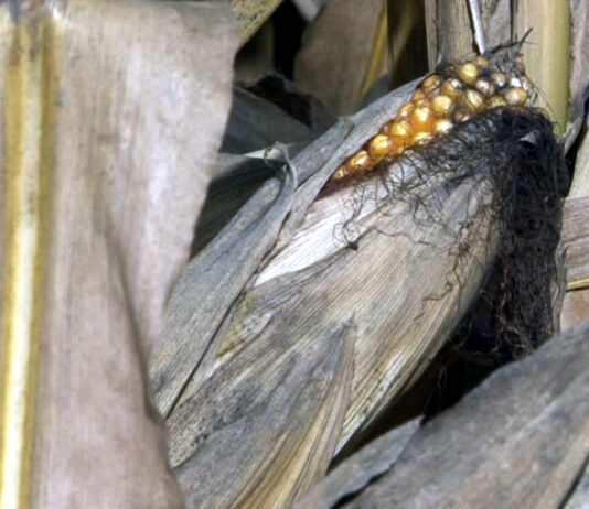 La Lonja de León acusa la paulatina depreciación del cereal en un mercado con pocas operaciones