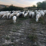 La cotización del lechazo se estanca en la lonja de la Mesa de Castilla y León y no supera la de hace un año