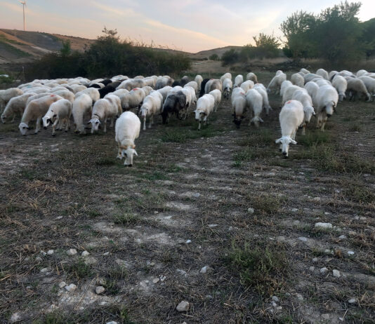 La cotización del lechazo se estanca en la lonja de la Mesa de Castilla y León y no supera la de hace un año