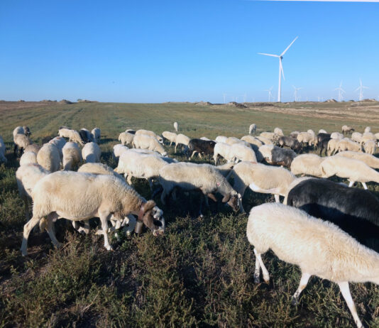 El FEGA revisa los importes provisionales de las ayudas asociadas a la ganadería de la campaña 2023