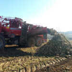 La remolacha, un ejemplo de resistencia