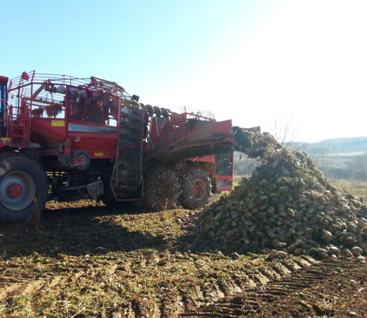 La remolacha, un ejemplo de resistencia