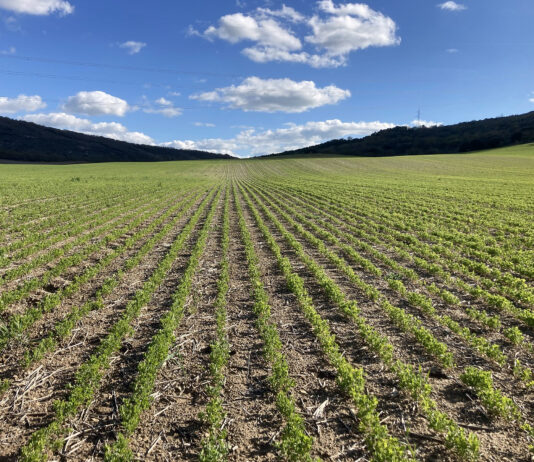 El FEGA recalcula importes para saldar hasta el 90% de la ayuda asociada por superficies de la PAC 2023