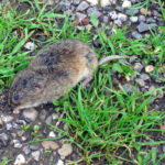 La Junta y el ITACyL difunden unas recomendaciones de manejo primaveral ante la plaga de topillos