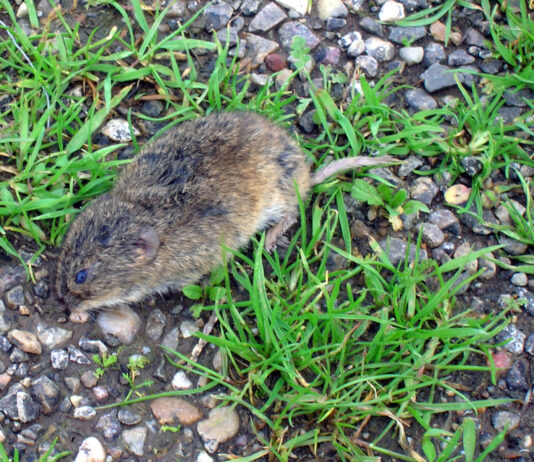 La tularemia suma ya 111 casos en Castilla y León, más del 80 % en la provincia de Palencia