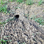 Comunicación de tratamientos y condiciones para controlar la población del topillo campesino