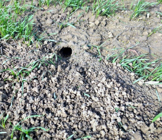 Comunicación de tratamientos y condiciones para controlar la población del topillo campesino