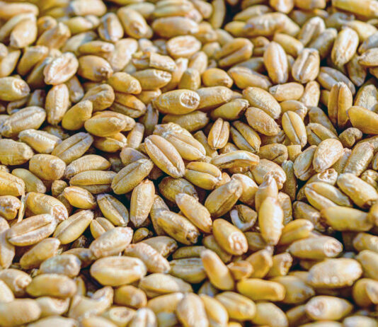 La cotización de los cereales continúa estable y no se despega del subsuelo