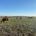 La Junta ayudará con al menos 500 € a cada explotación con EHE y unos 500 € por res muerta