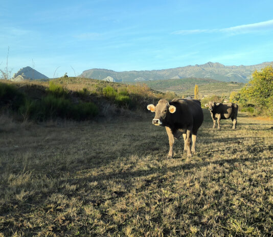 El Ministerio reconoce los logros de la ganadería de España para reducir los gases de efecto invernadero