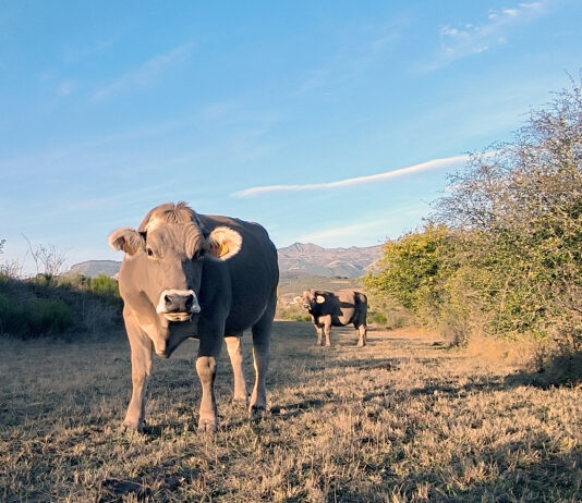La cotización del vacuno sigue muy estancada a un mes de la campaña de compras por la Navidad