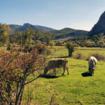 La Diputación programa en Buenavista y Tablares una jornada de pastoreo racional y ganadería regenerativa