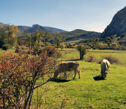 La Diputación programa en Buenavista y Tablares una jornada de pastoreo racional y ganadería regenerativa