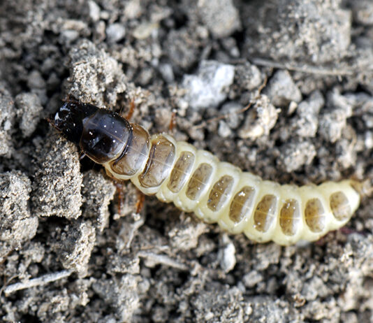 La Junta avisa de la aparición de larvas de zabro e informa de medidas para prevenir y combatir la plaga