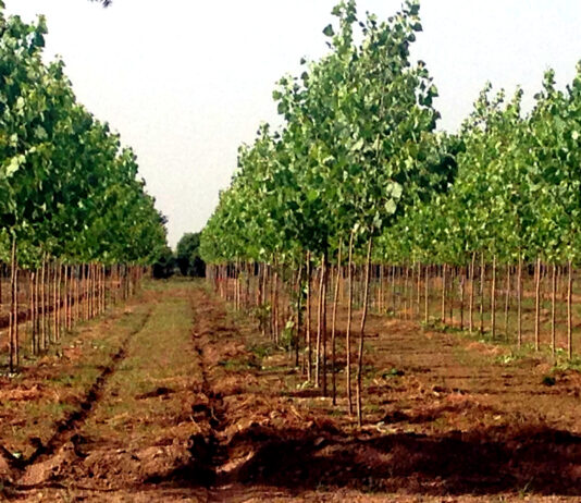 El profesional agroganadero, el gran perjudicado del plan de forestación de tierras agrarias de la Junta