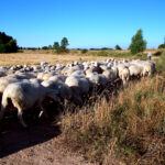 Los pastos comunales de juntas locales, adjudicados antes de presentar la PAC del ganado ovino-caprino