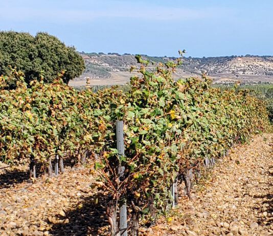 ASAJA pide al Ministerio y a Europa medidas ante la gravedad de la crisis de la producción vitivinícola