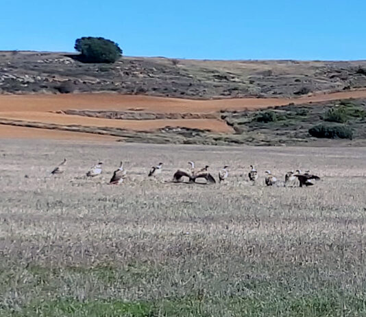 Los ganaderos pueden pedir hasta el 31 de enero el permiso para dejar cadáveres a especies necrófagas