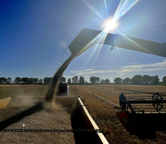 Repiten cotización todos los cereales y el girasol en la primera sesión de 2024 en la Lonja de León