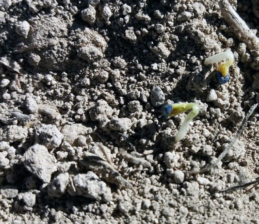 El 15 de enero acaba el plazo para declarar al seguro el siniestro de no implantación en la colza