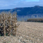 La Junta aclara cuestiones sobre la calificación del cultivo principal y del secundario a efectos de la PAC