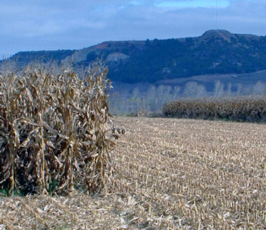 La Junta aclara cuestiones sobre la calificación del cultivo principal y del secundario a efectos de la PAC
