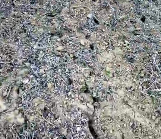 ASAJA-Palencia pide a la Junta que compense daños que ya causa el topillo y quedan al margen del seguro