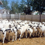 La cotización del lechazo frena su caída, la del añojo sigue al alza y continúa estancada la de la ternera