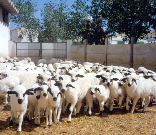 La cotización del lechazo frena su caída, la del añojo sigue al alza y continúa estancada la de la ternera