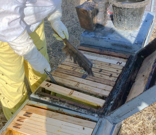 El Centro de Formación ‘Viñalta’ imparte del 5 de marzo al 4 de junio un completo curso de apicultura