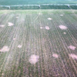 Daños topillos aérea Boadilla Rioseco