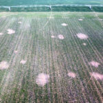 Daños-web-topillos-aérea-Bo