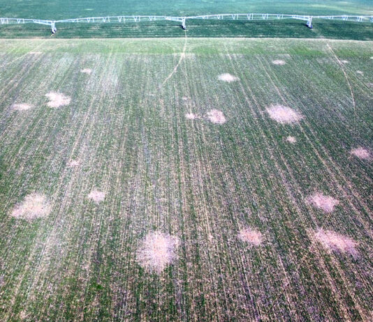 La Junta monitoriza, como cada primavera, unas 1.500 parcelas de la región para detectar topillos