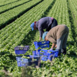ASAJA alerta de que la reducción de la jornada laboral amenaza con agravar la crisis del campo
