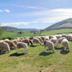 El ovino de carne encara su temporada baja a precios ya estabilizados, casi idénticos a los de hace un año