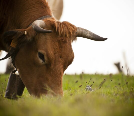 El vacuno de carne de España emite menos gases y consume menos agua que la media mundial