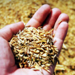 ASAJA pide a los fabricantes que incluyan la avena en la formulación de piensos compuestos