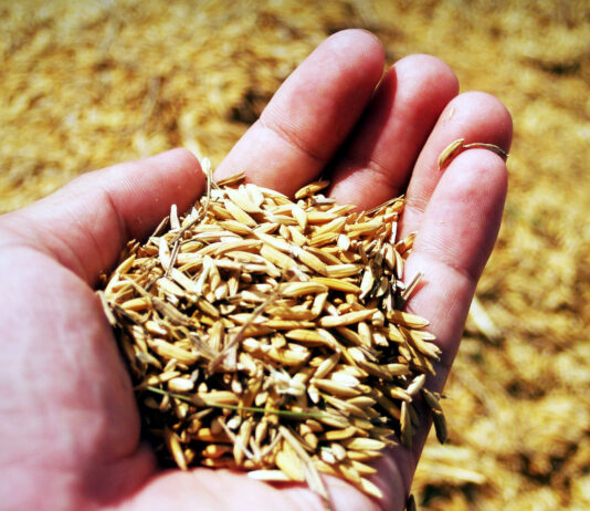 La avena vuelve a cotizar en la Lonja de León, con un precio el 30 % más bajo que hace un año