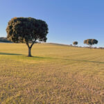 El lunes 1 de abril concluye el plazo de modificaciones del seguro de cultivos herbáceos de secano