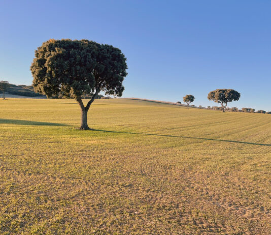 La cotización del cereal se estabiliza a la espera de noticias del Departamento de Agricultura de EEUU