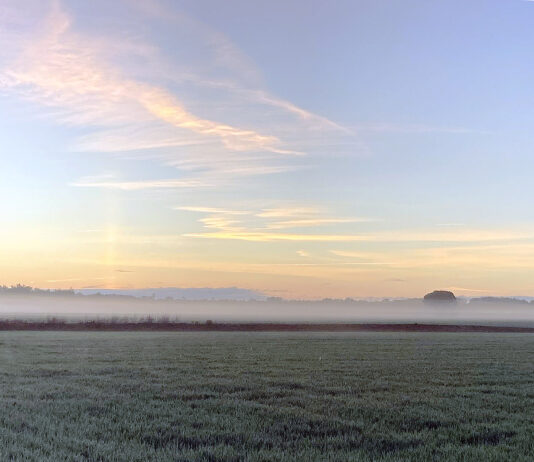 Los precios de cereal repiten en la Lonja de León en una sesión tensa ante la incertidumbre con Ucrania