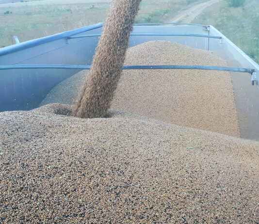 ASAJA-Palencia teme que el bajo precio de los cereales frustre la rentabilidad de la cosecha de 2024