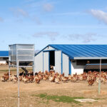El Ministerio confina en toda España las aves de corral, incluidas las de autoconsumo, por la gripe aviar